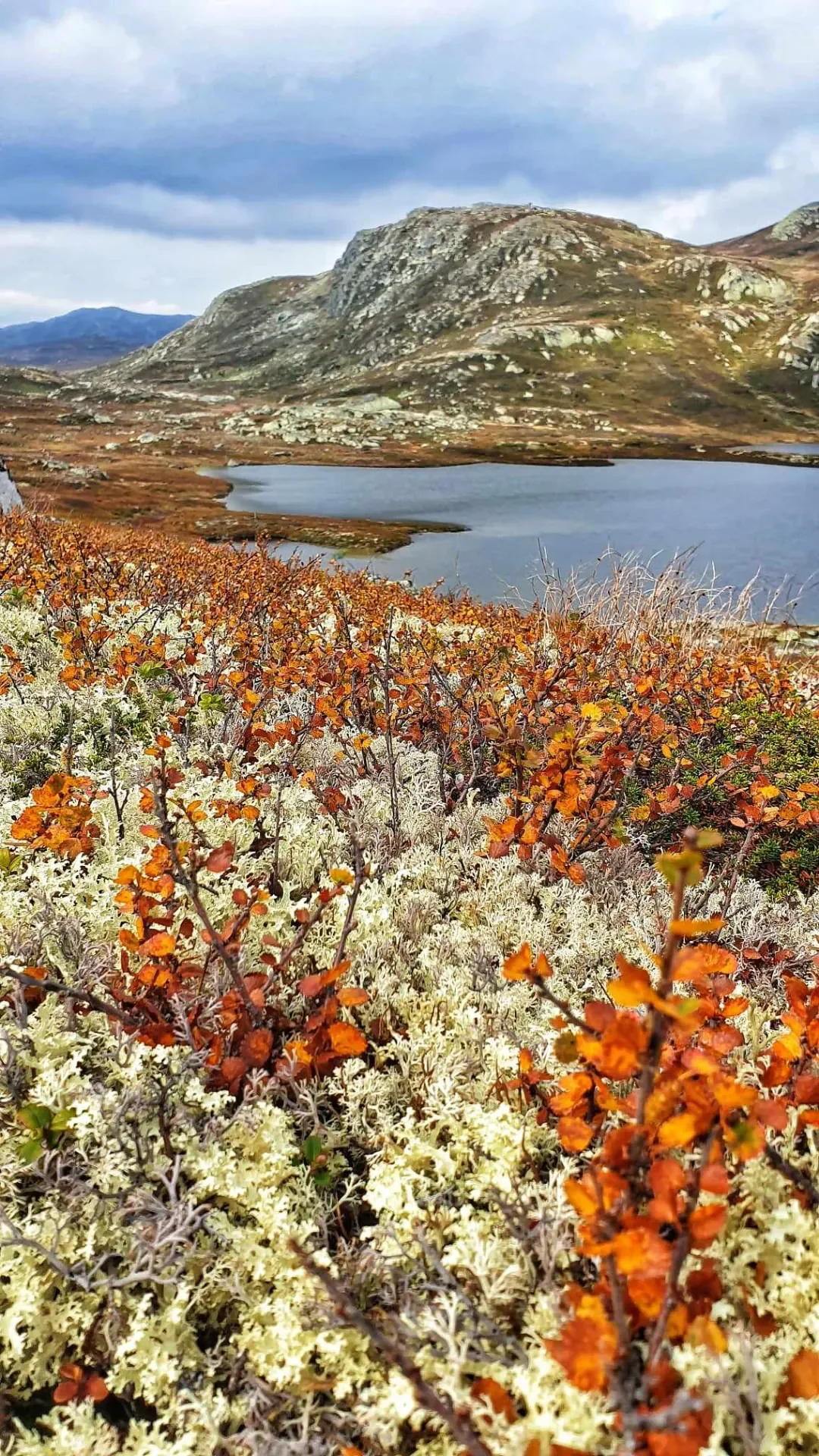 Fjellvann med oransje lyng og hvit lav