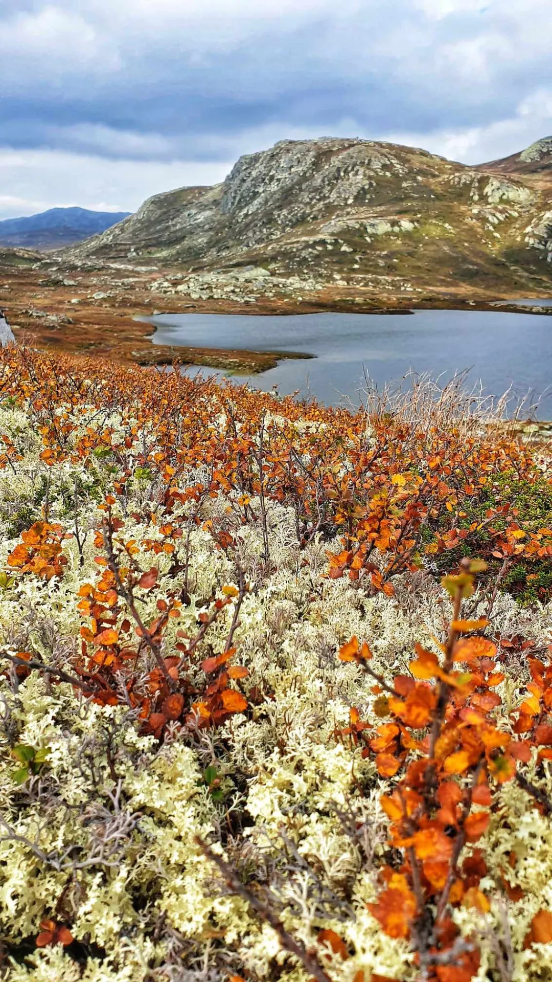 Nærbilde av reinlav og oransje dvergbjørk foran fjellvann