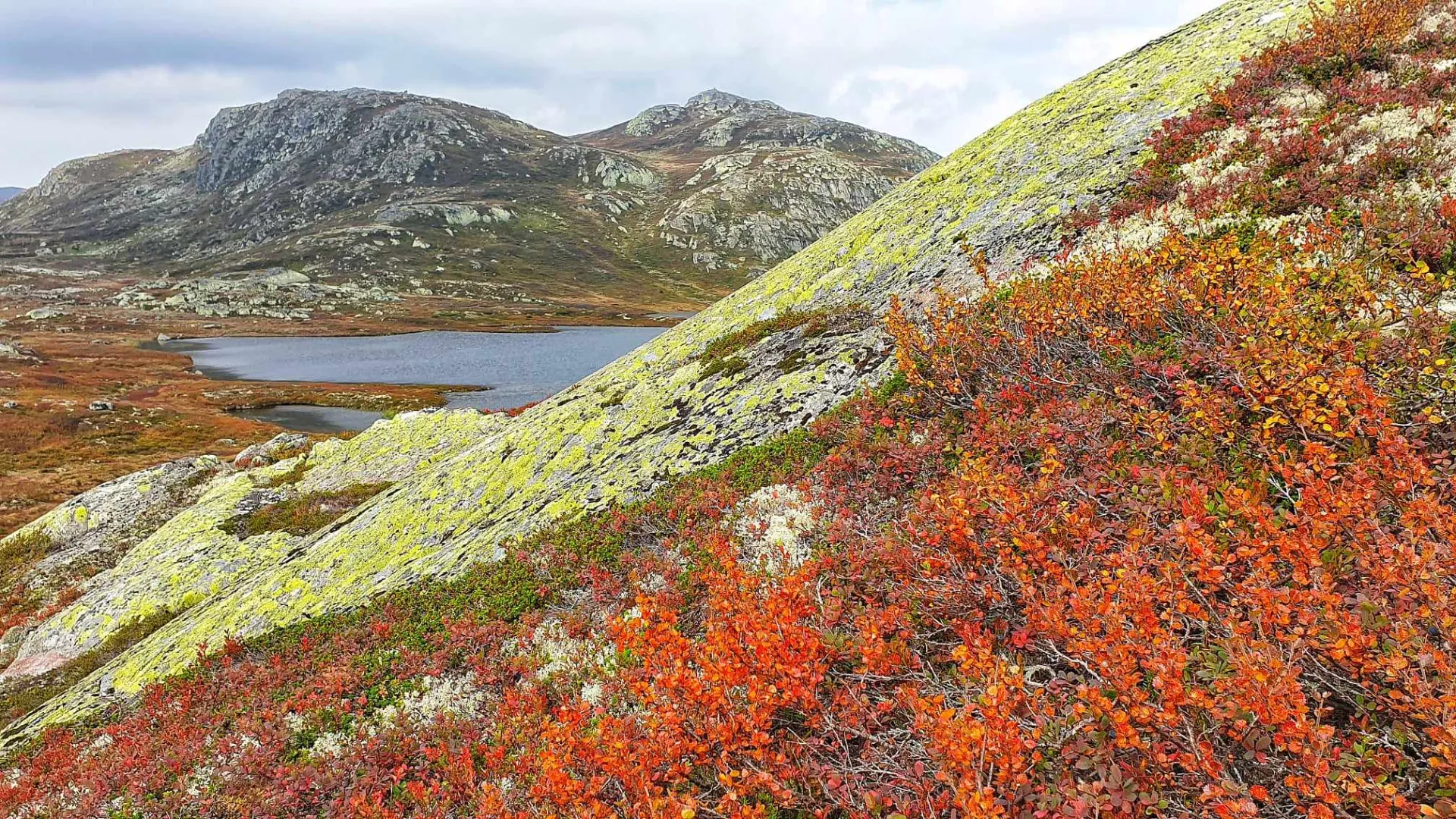 Fjellskråning med rød dvergbjørk og lys reinlav om høsten