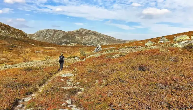 Turgåer på fjellsti i røde og oransje høstfarger over Rauland med Hardangervidda i bakgrunnen